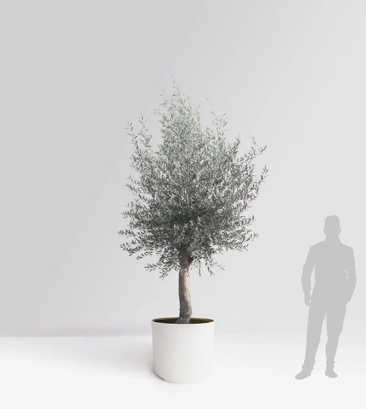 Olivträd Olea Europaea 10 år - Small Olivträdsbutiken