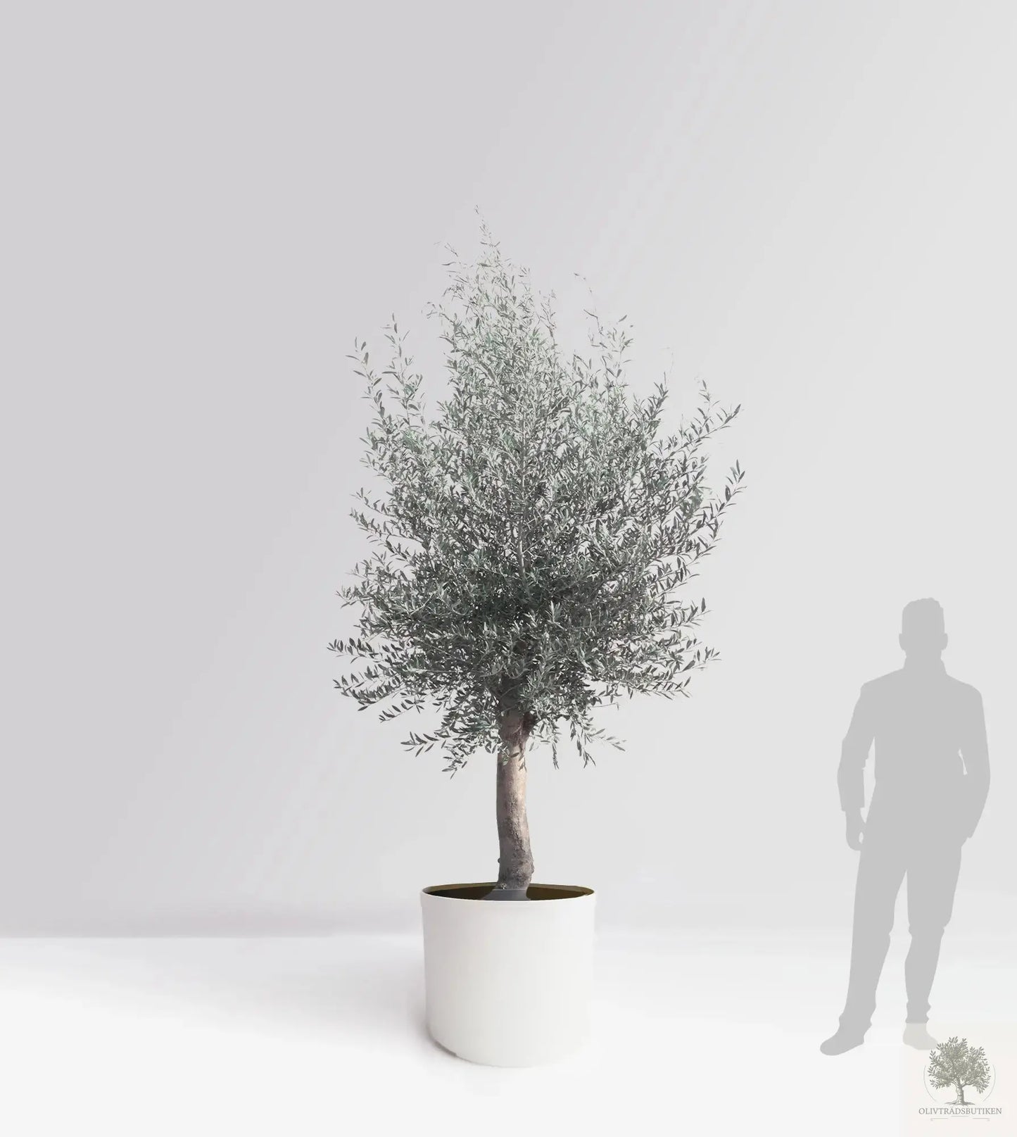 Olivträd 10 år - 170 cm höjd - 25 cm stam - 70 cm krona Olivträdsbutiken