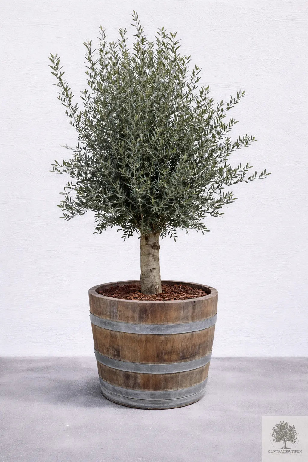 Oliventræ 35 år gammelt - 230 cm højt - 50 cm stamme - 110 cm krone