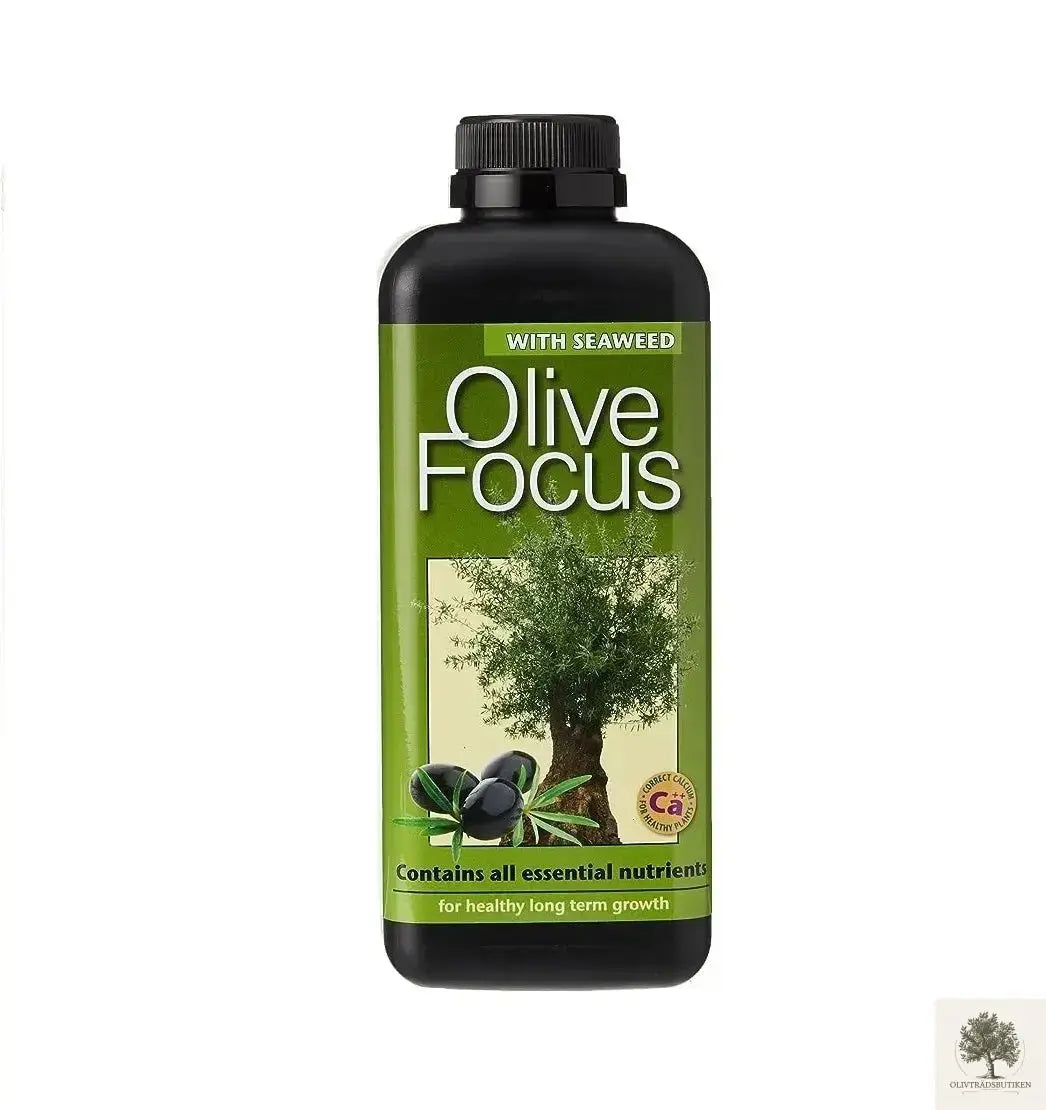 Olivträd 150 år planterat i kruka Olivträdsbutiken