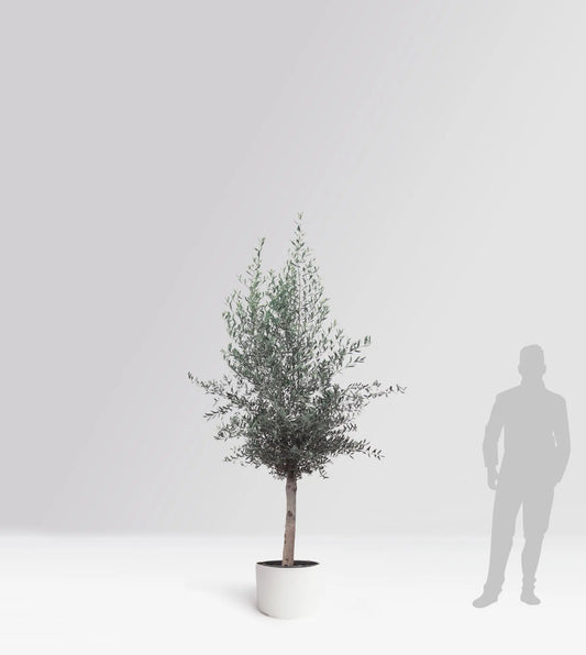 Olivträd Olea Europaea 8 år - Small Olivträdsbutiken