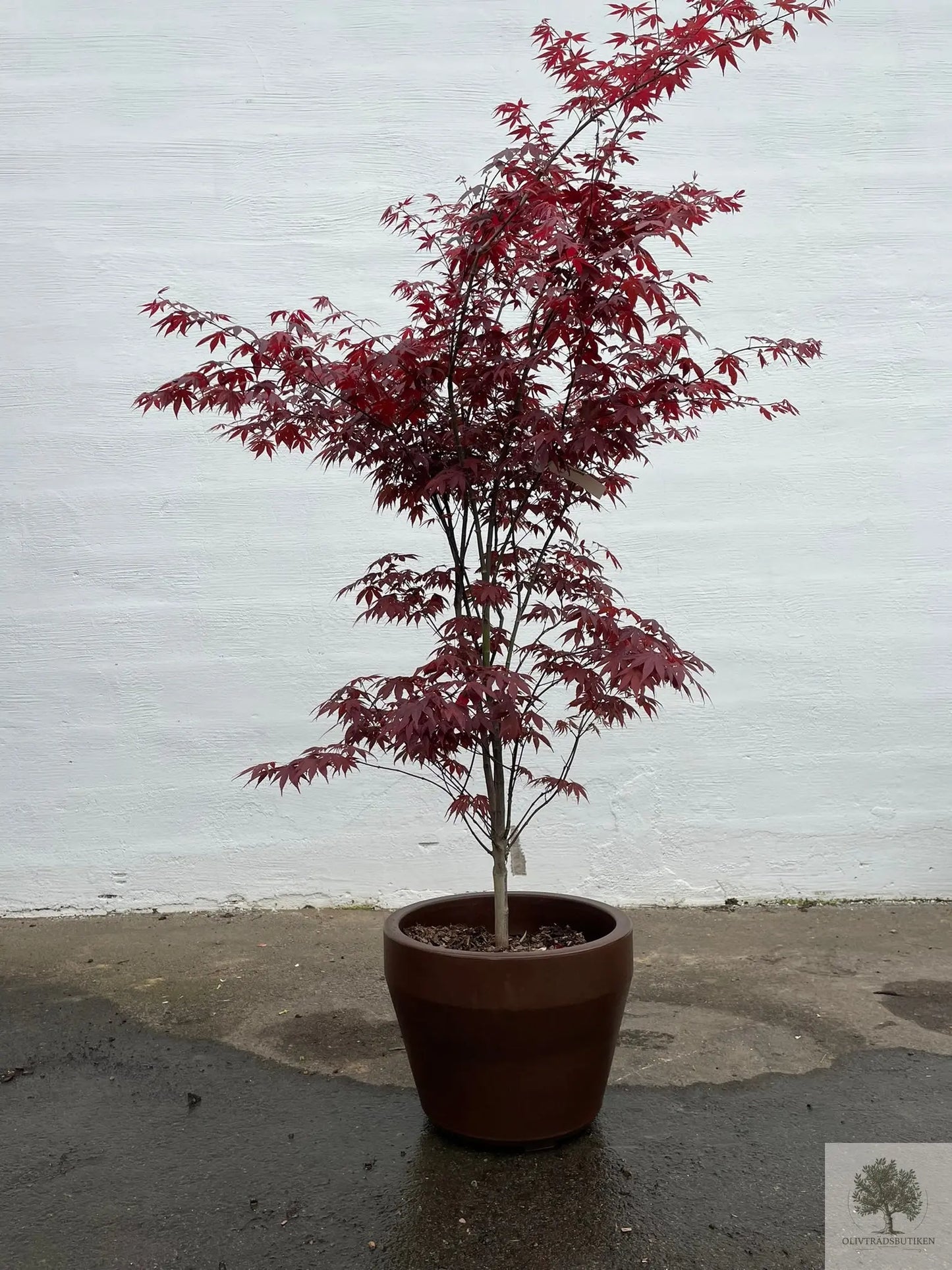 Japansk rødbladet lønn - stort eksemplar - Acer palmatum atropurpureum - 175 cm Olivenbutikk