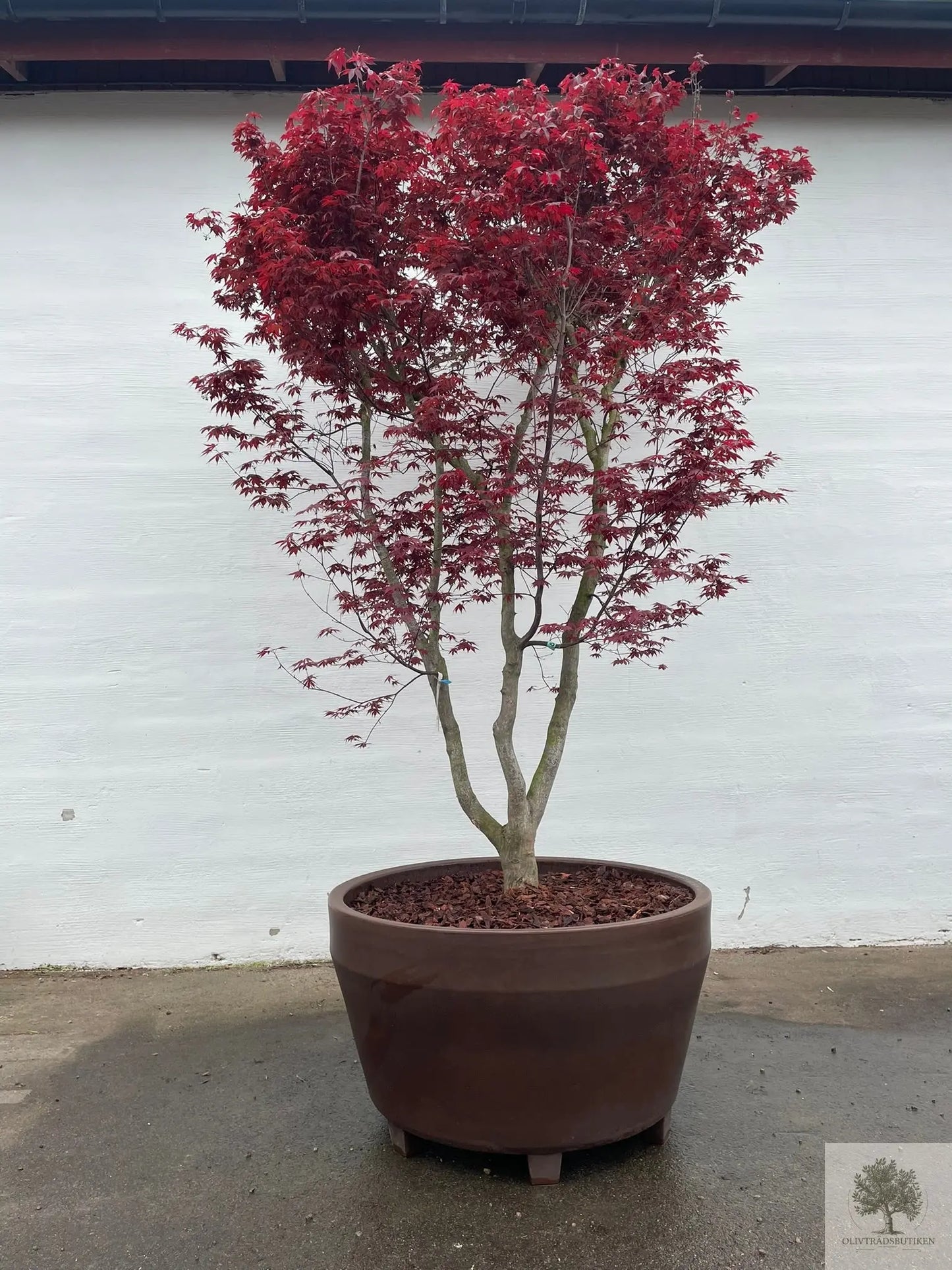 Japansk rødbladet lønn - stort eksemplar - Acer palmatum atropurpureum - 175 cm Olivenbutikk