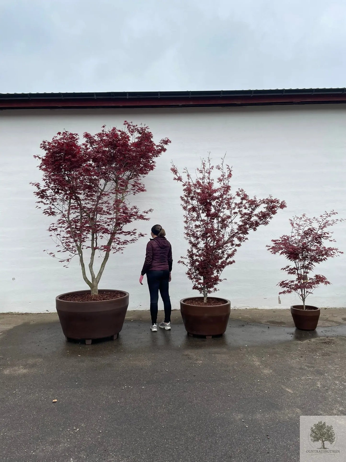 Japansk rødbladet lønn - stort eksemplar - Acer palmatum atropurpureum - 175 cm Olivenbutikk