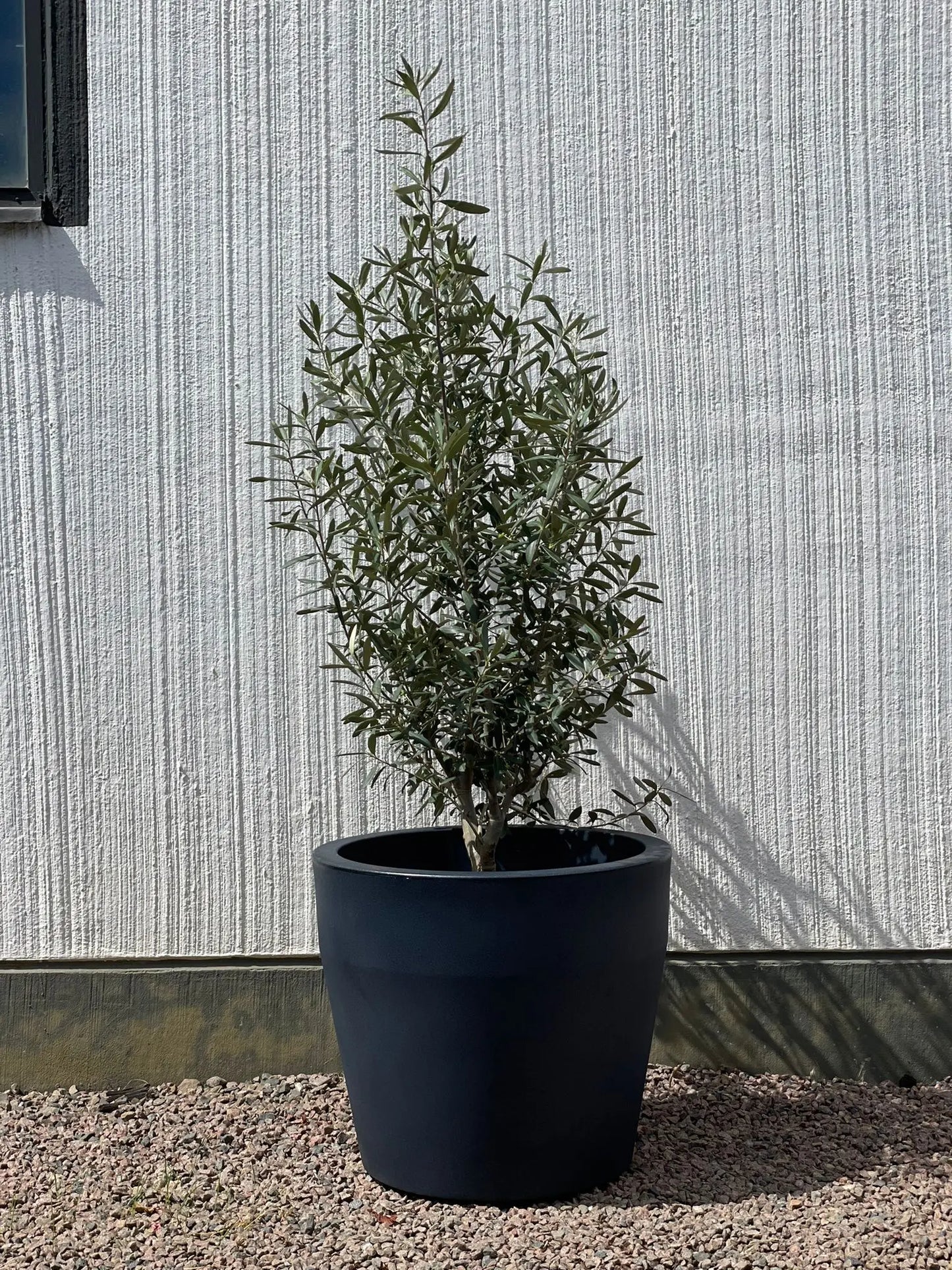 Olivträd Olea Europaea - buske Olivträdsbutiken