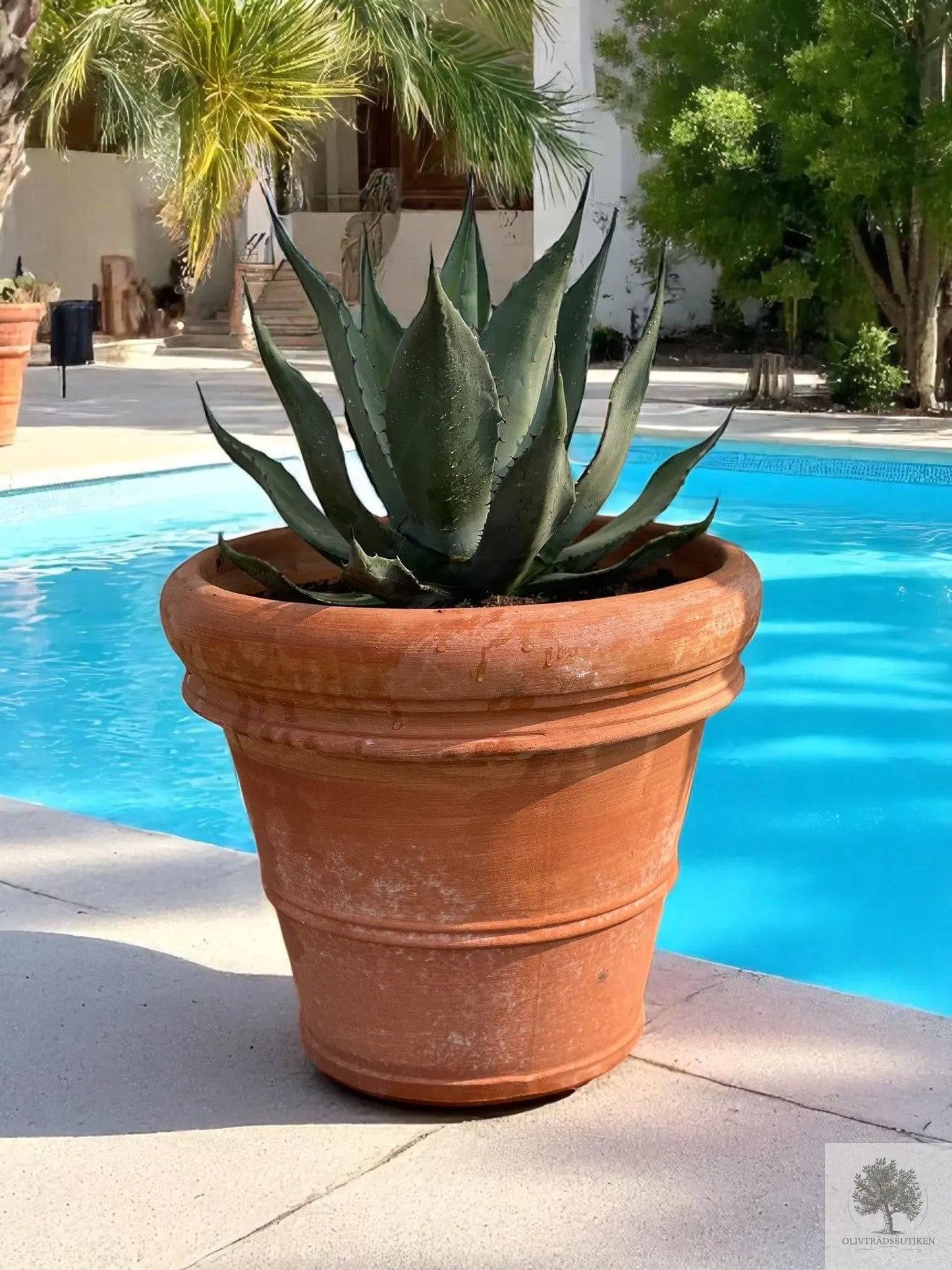 Agave - 30-60 cm Oliventrebutikken