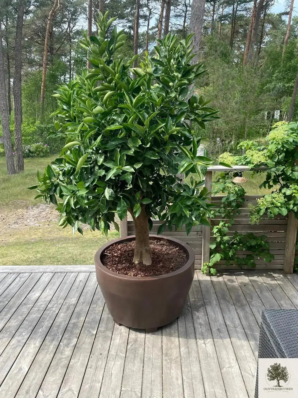 Citrusträd - 10 år - 190 cm höjd Olivträdsbutiken