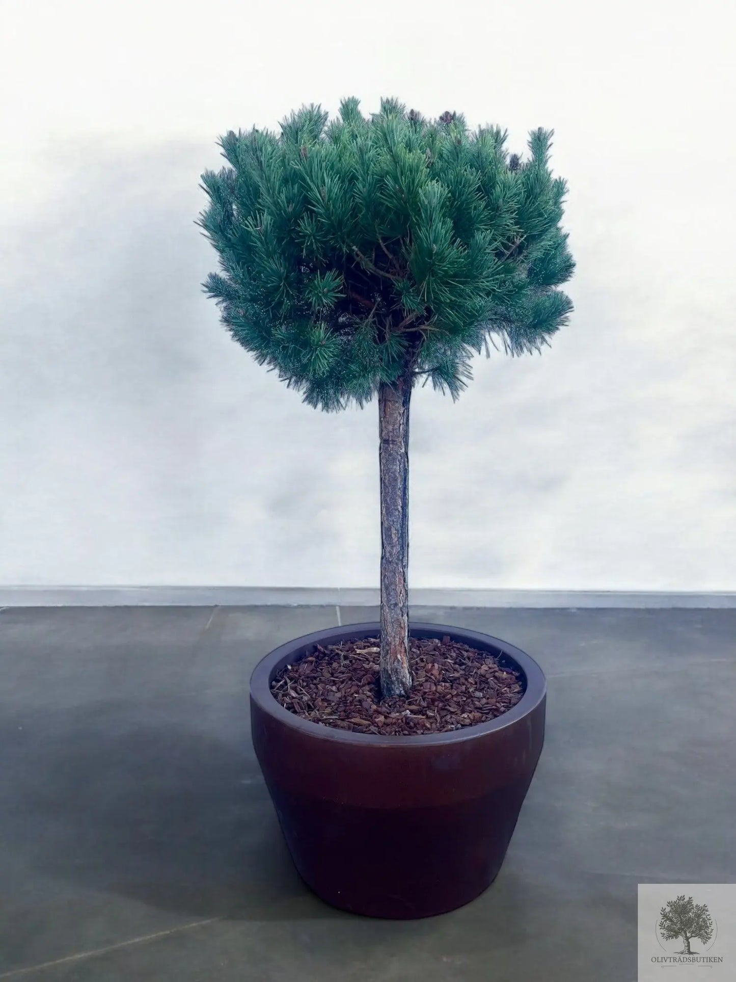 Dvärgtall tålig barrväxt - Pinus Silvestris Watereri - trädformat 160 cm Olivträdsbutiken