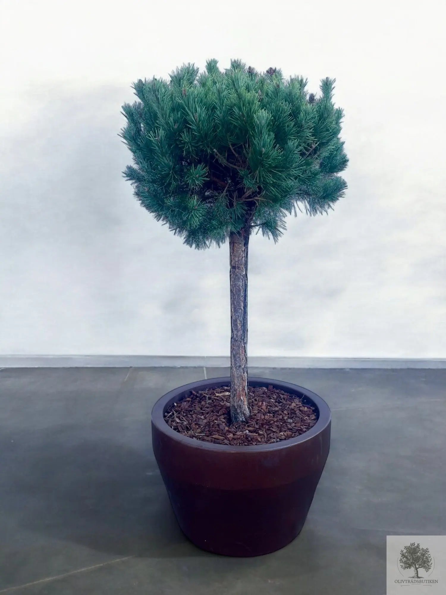 Dvärgtall tålig barrväxt - Pinus Silvestris Watereri - trädformat 160 cm Olivträdsbutiken