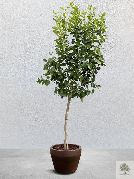 Citrusträd - 10 år - 190 cm höjd Olivträdsbutiken