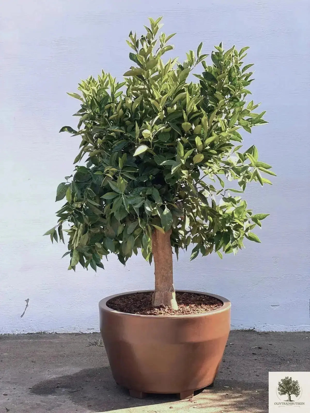 Citrusträd - 10 år - 190 cm höjd Olivträdsbutiken