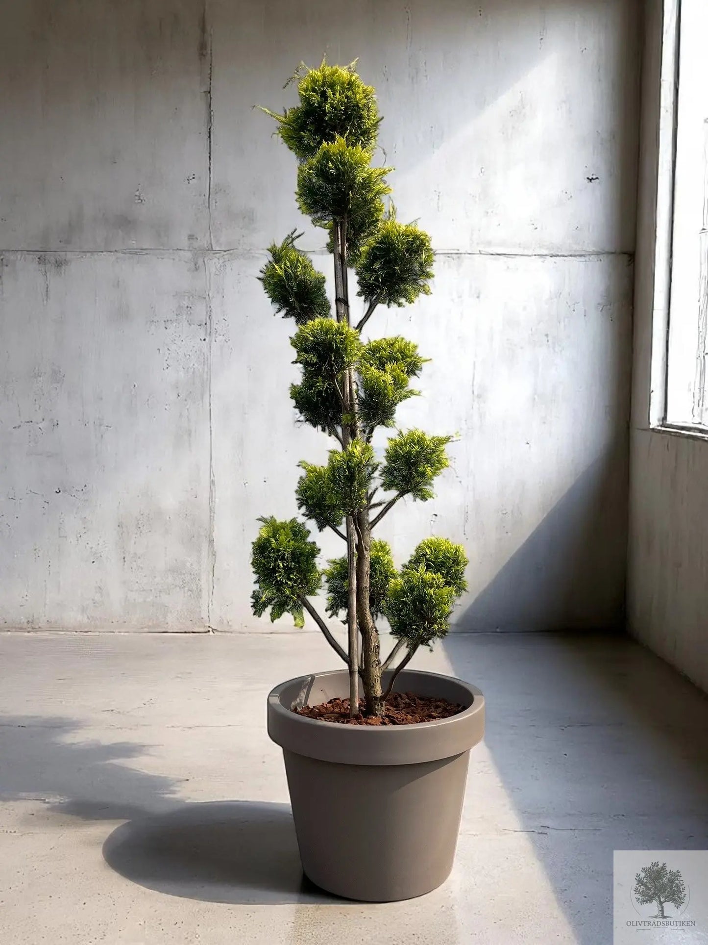 Molnklippt Cypress Leylandii 'Golden Raider' – Skulptural elegans med gyllene lyster Olivträdsbutiken