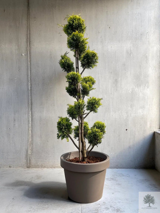 Molnklippt Cypress Leylandii 'Golden Raider' – Skulptural elegans med gyllene lyster Olivträdsbutiken