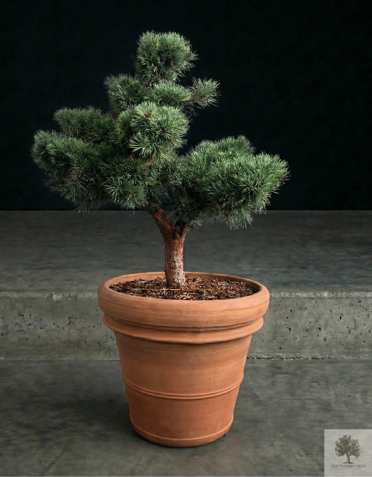 Kruka Terrakotta - Siena - 58 cm diameter - 50 cm höjd Olivträdsbutiken