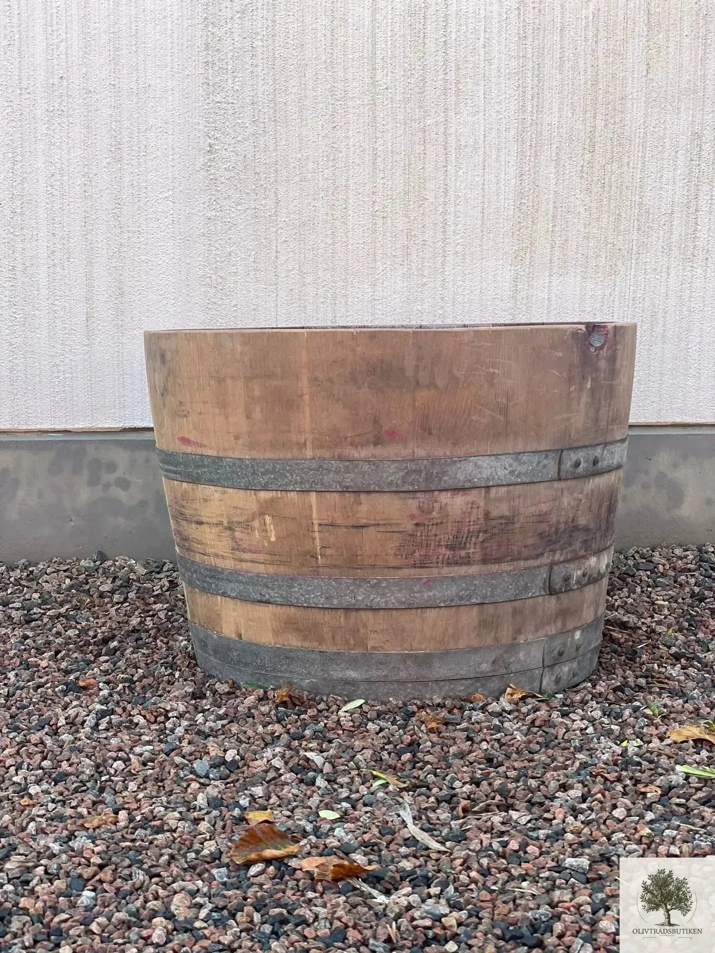 Olivträd 150 år planterat i kruka Olivträdsbutiken