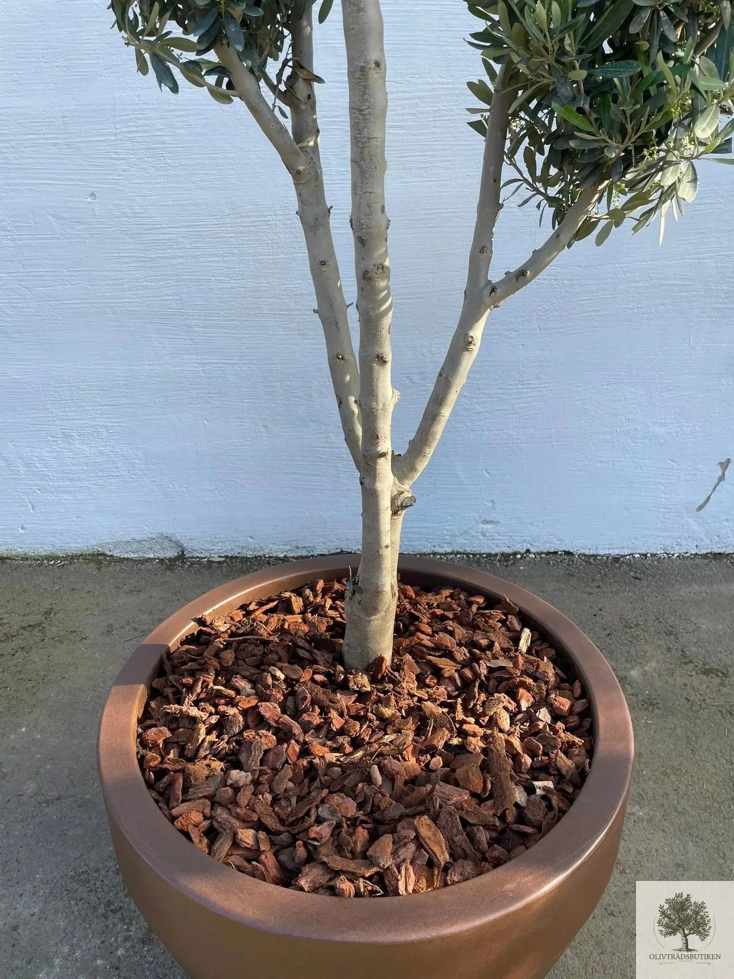 Oliventre formet - plantet i potte - Høyde 200 cm Olivträdsbutiken