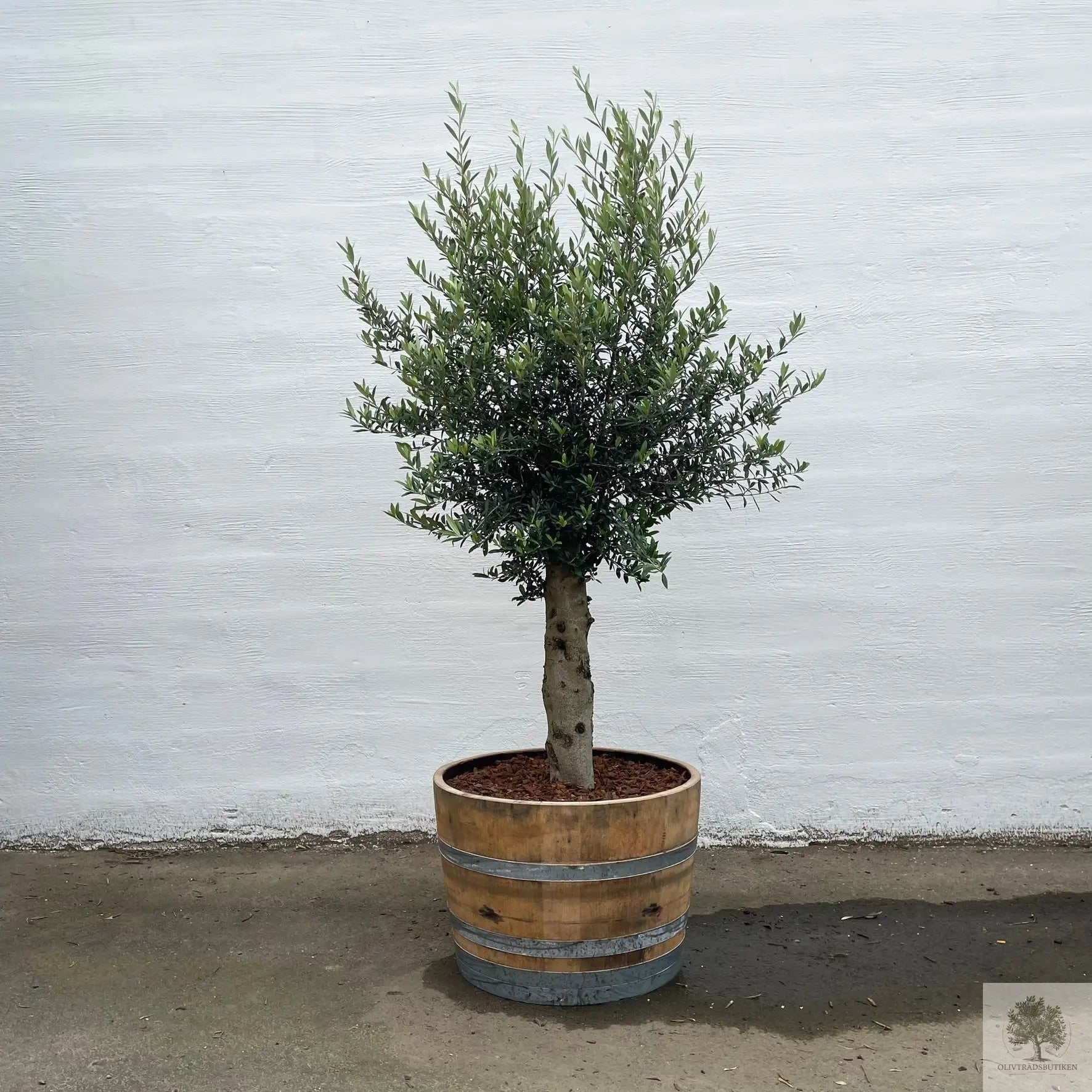 Olivträd 25 år - 210 cm höjd - 40 cm stam - 75 cm krona Olivträdsbutiken