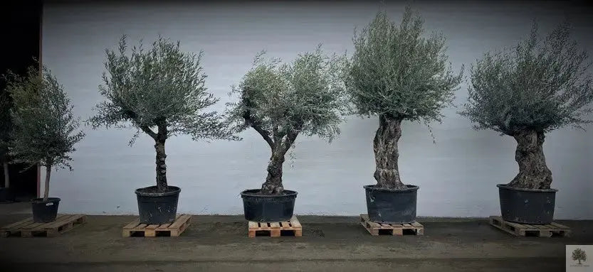 Olivträd 200 år - 300 cm höjd - 160 cm stam - 150 cm krona - Bonsai Large Olivträdsbutiken