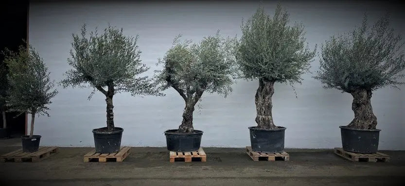 Olivträd Olea Europaea 200 år - Bonsai Large Olivträdsbutiken