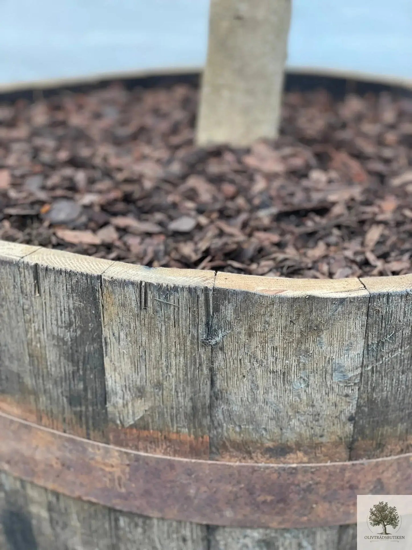 Olivträd formklippt - planterat i kruka - Höjd 200 cm Olivträdsbutiken