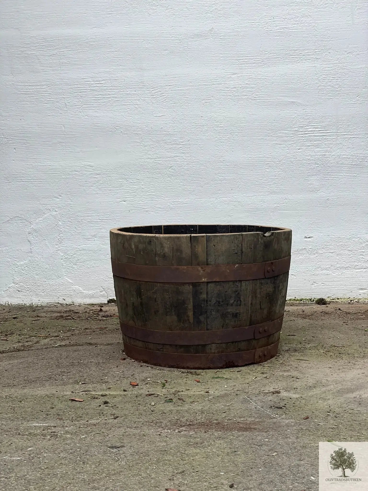 Olivträd formklippt - planterat i kruka - Höjd 200 cm Olivträdsbutiken