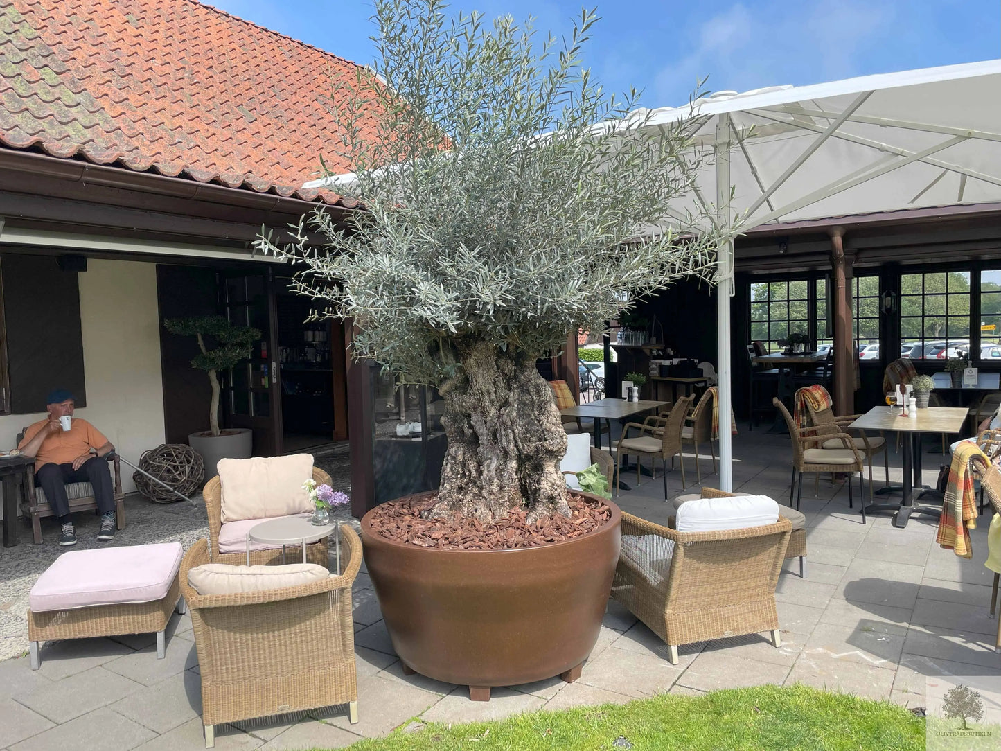 Stor Kruka Jumbo 160 - diameter 160 cm Olivträdsbutiken