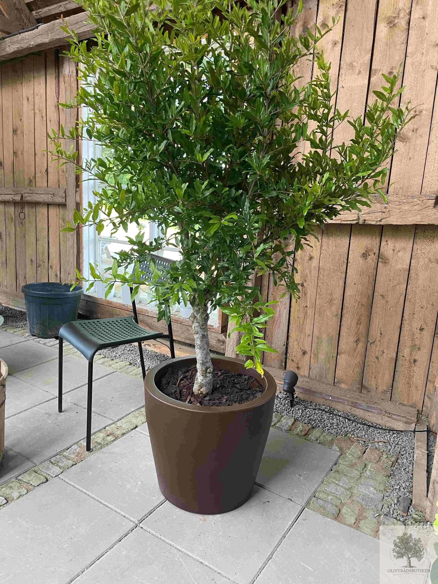 Plantering av träd i kruka Small Olivträdsbutiken