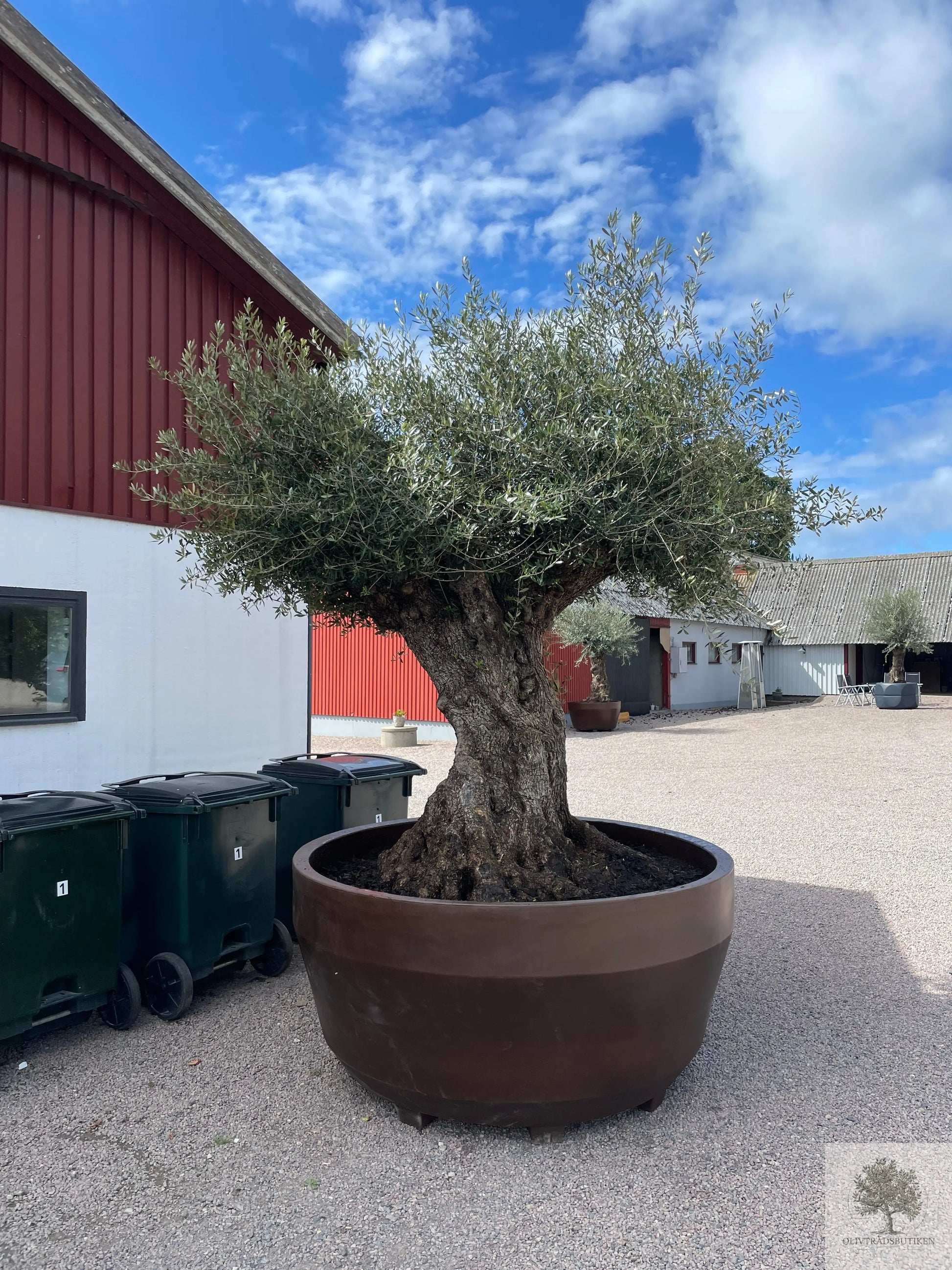 Stor Kruka Jumbo 160 - diameter 160 cm Olivträdsbutiken