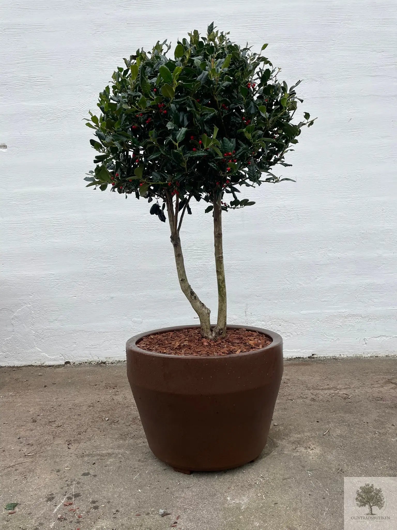 Järnek - Nellie stevens -Flerstammig Olivträdsbutiken