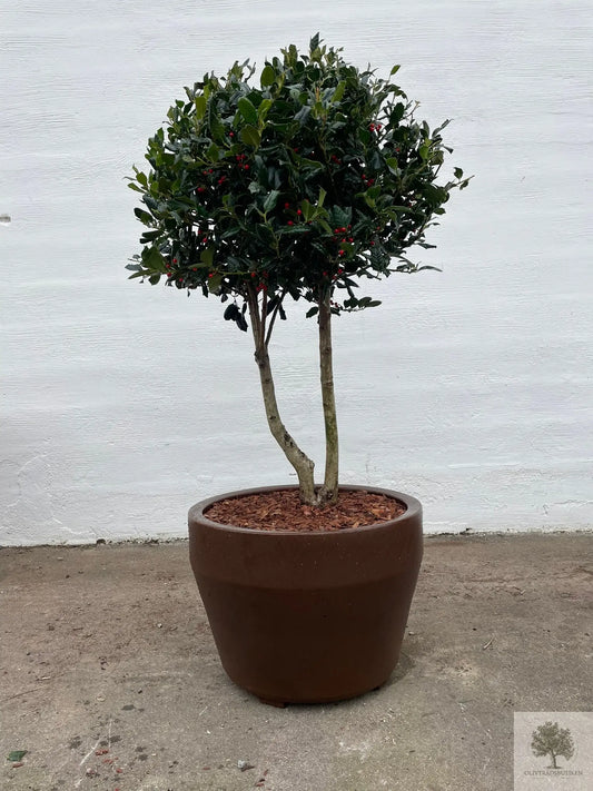 Järnek - Nellie stevens -Flerstammig Olivträdsbutiken