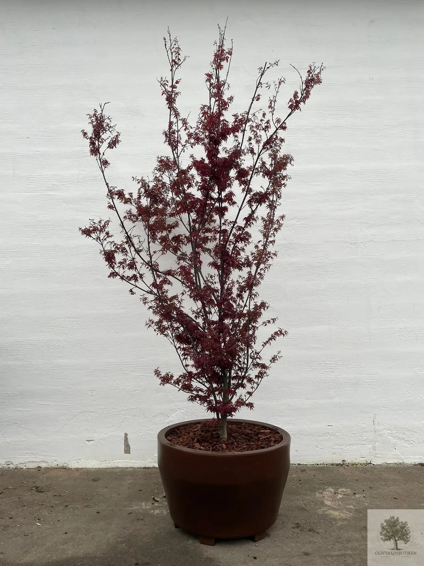Japansk rødbladet lønn - stort eksemplar - Acer palmatum atropurpureum - 175 cm Olivenbutikk