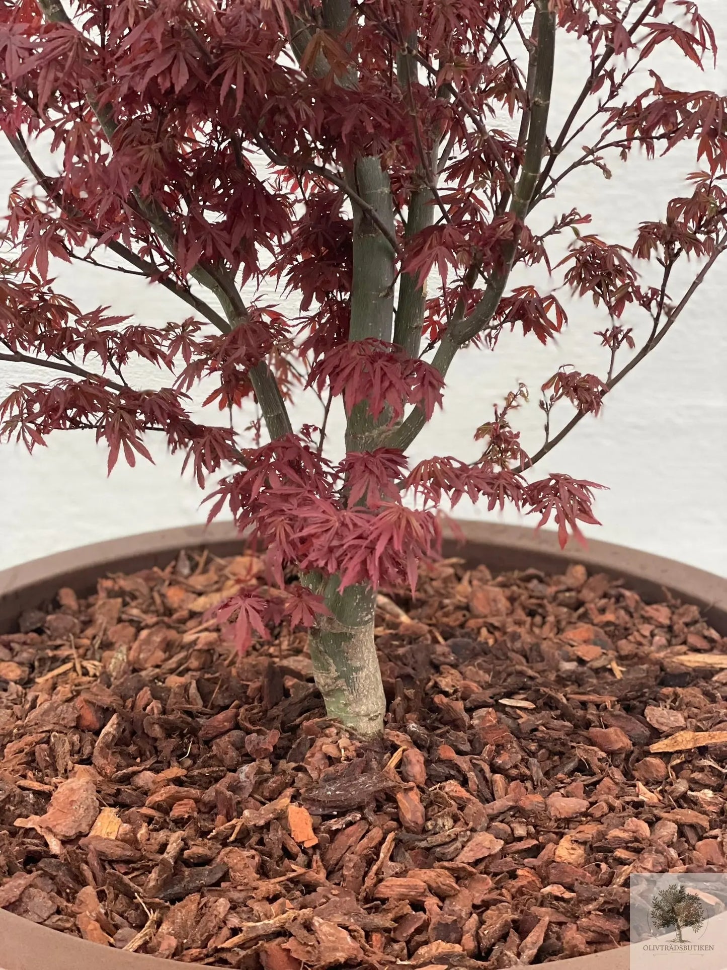 Japansk rødbladet lønn - stort eksemplar - Acer palmatum atropurpureum - 175 cm Olivenbutikk