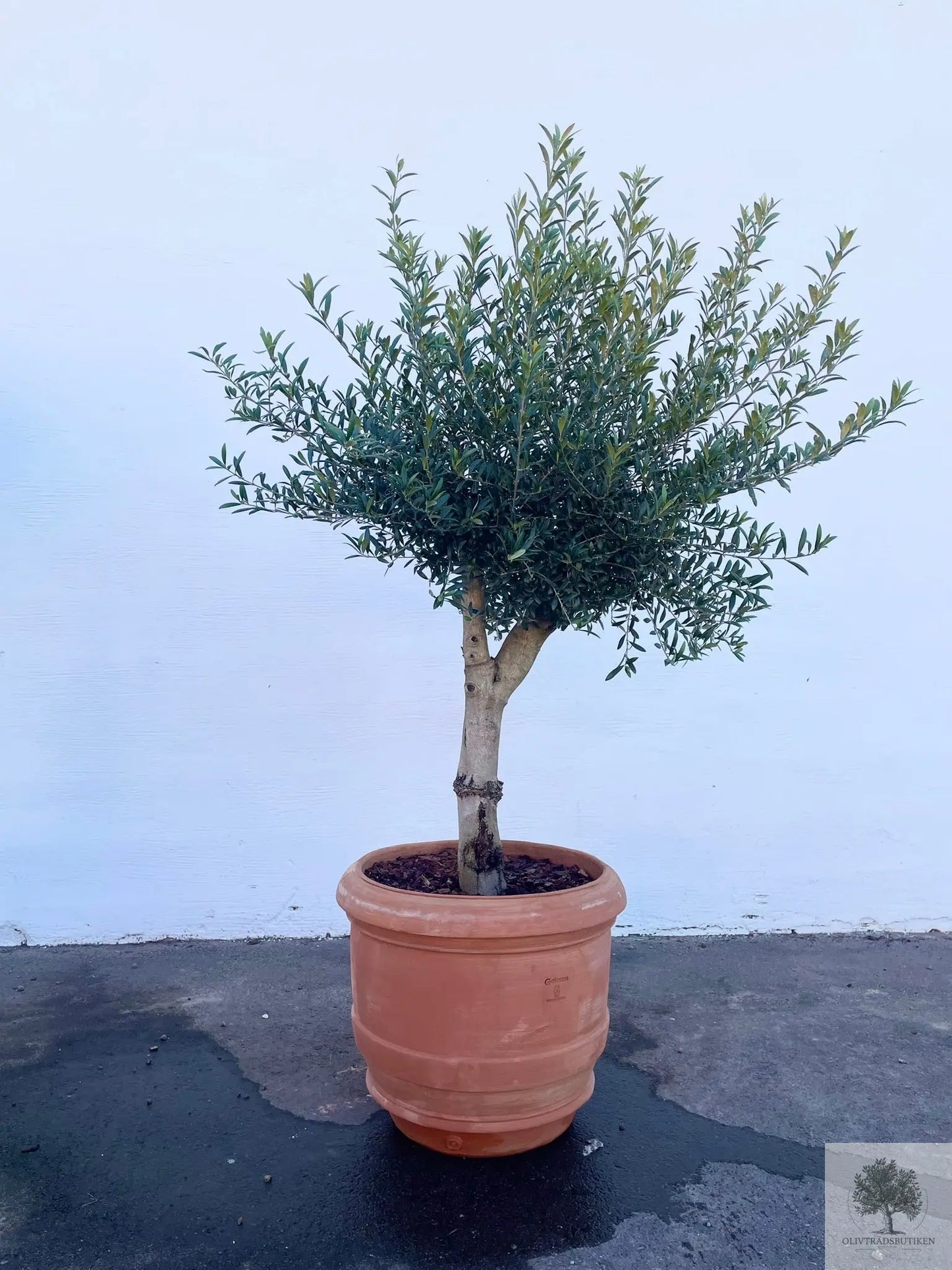 Oliventre 8 år gammelt - 200 cm høyde - 20 cm stamme - 70 cm krone Oliventrebutikk
