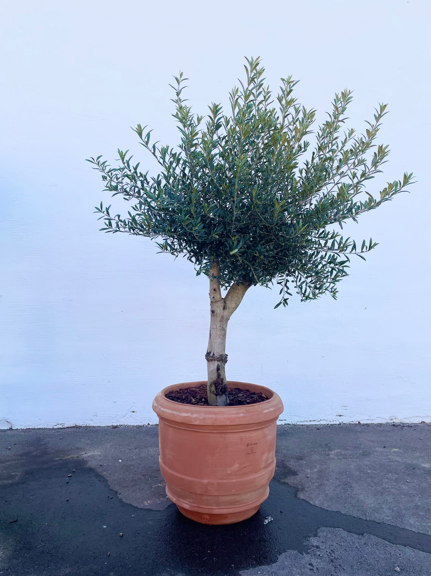 Olivträd 8 år - 200 cm höjd - 20 cm stam - 70 cm krona