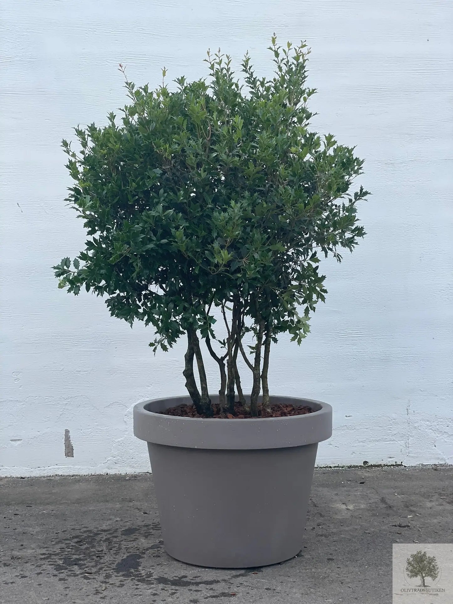 Osmanthus ilicifolius - Flerstammig 220 cm
