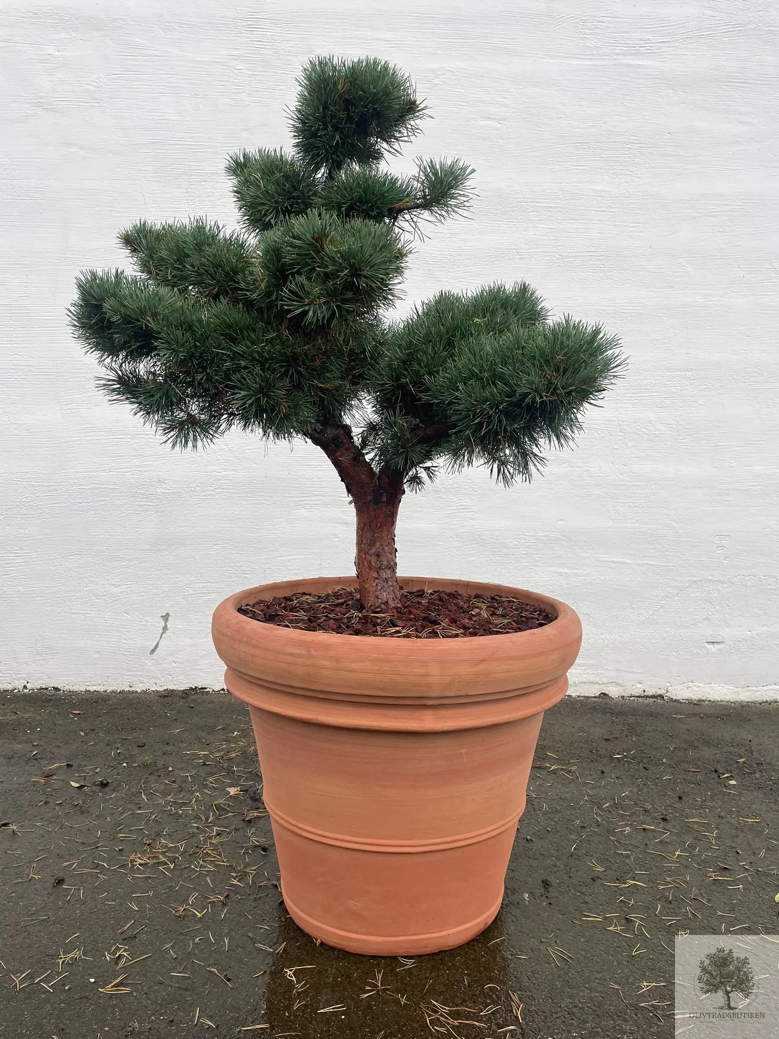 Pinus Silvestris Watereri - Bonsai skysnitt 150 cm Oliventrebutikk