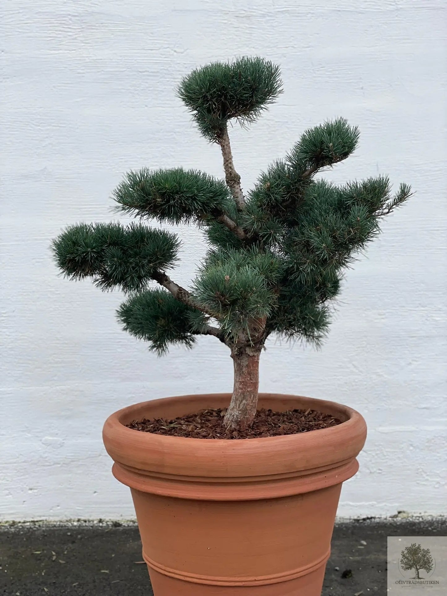 Pinus Silvestris Watereri - Bonsai skysnitt 150 cm Oliventrebutikk