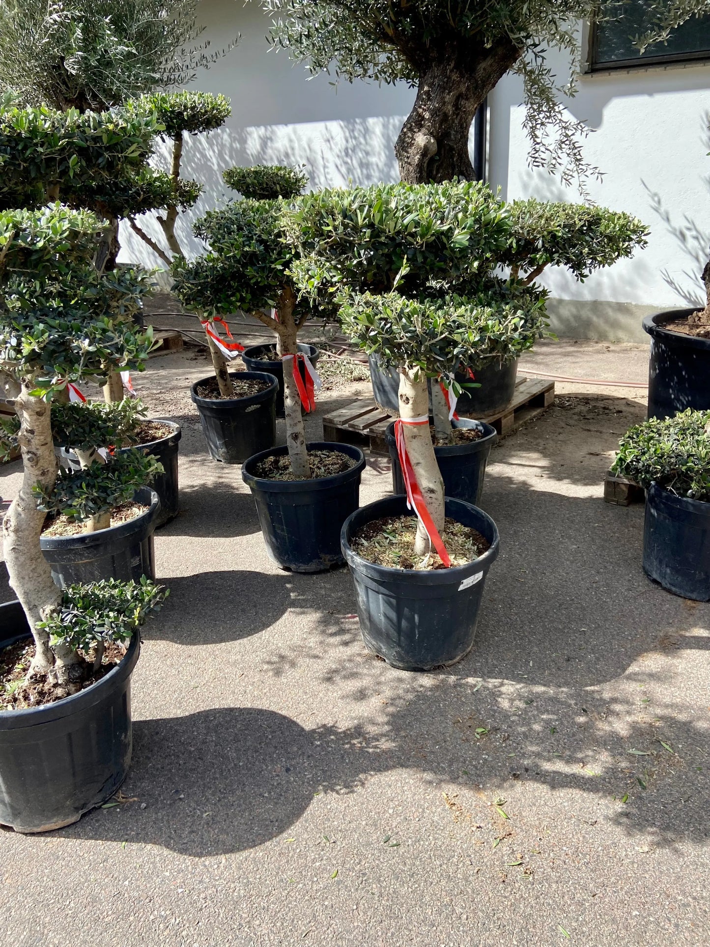 Olivträd Olea Europaea - Pon Pon 30 år Olivträdsbutiken