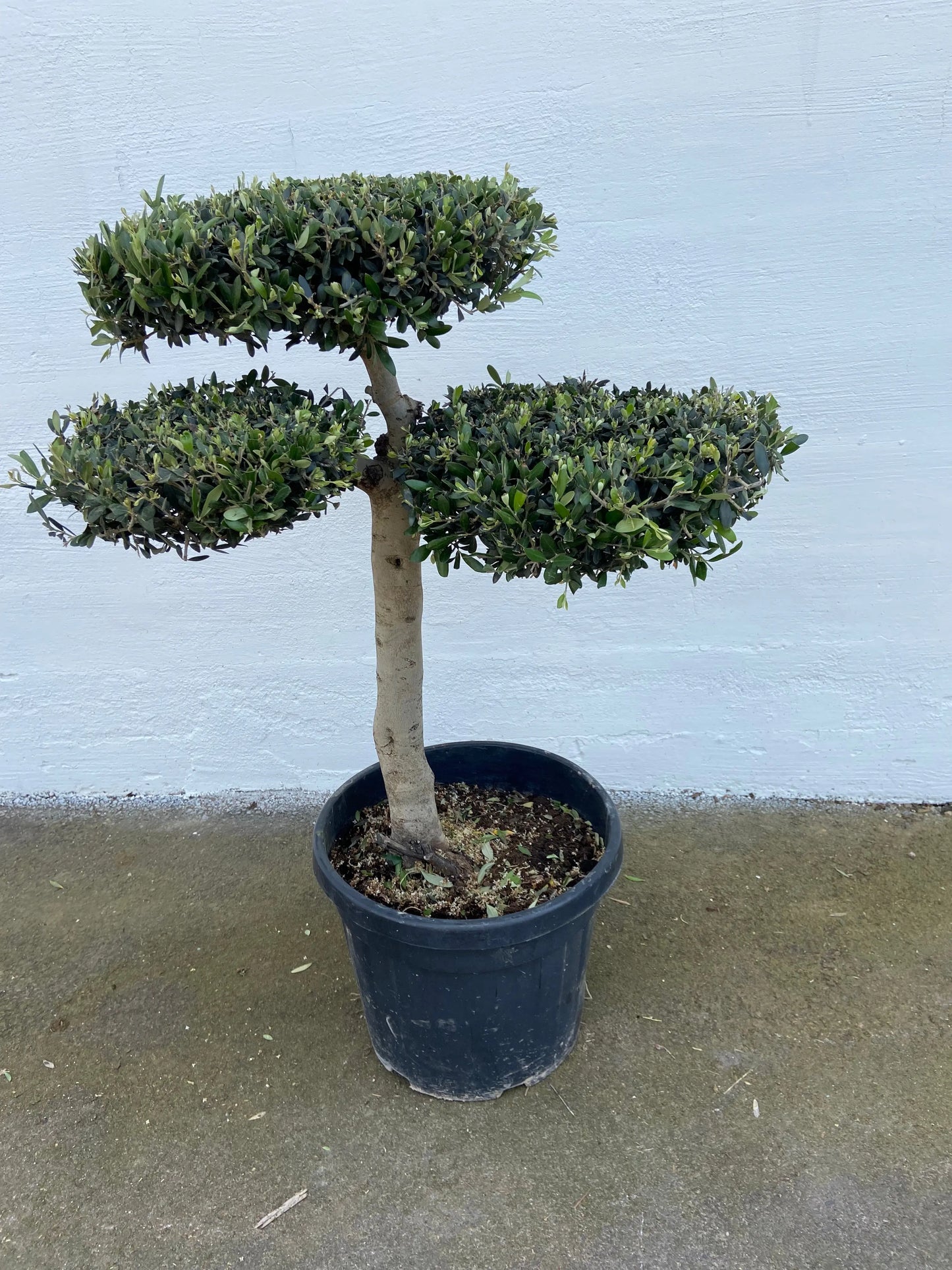 Olivträd Olea Europaea - Pon Pon 30 år Olivträdsbutiken