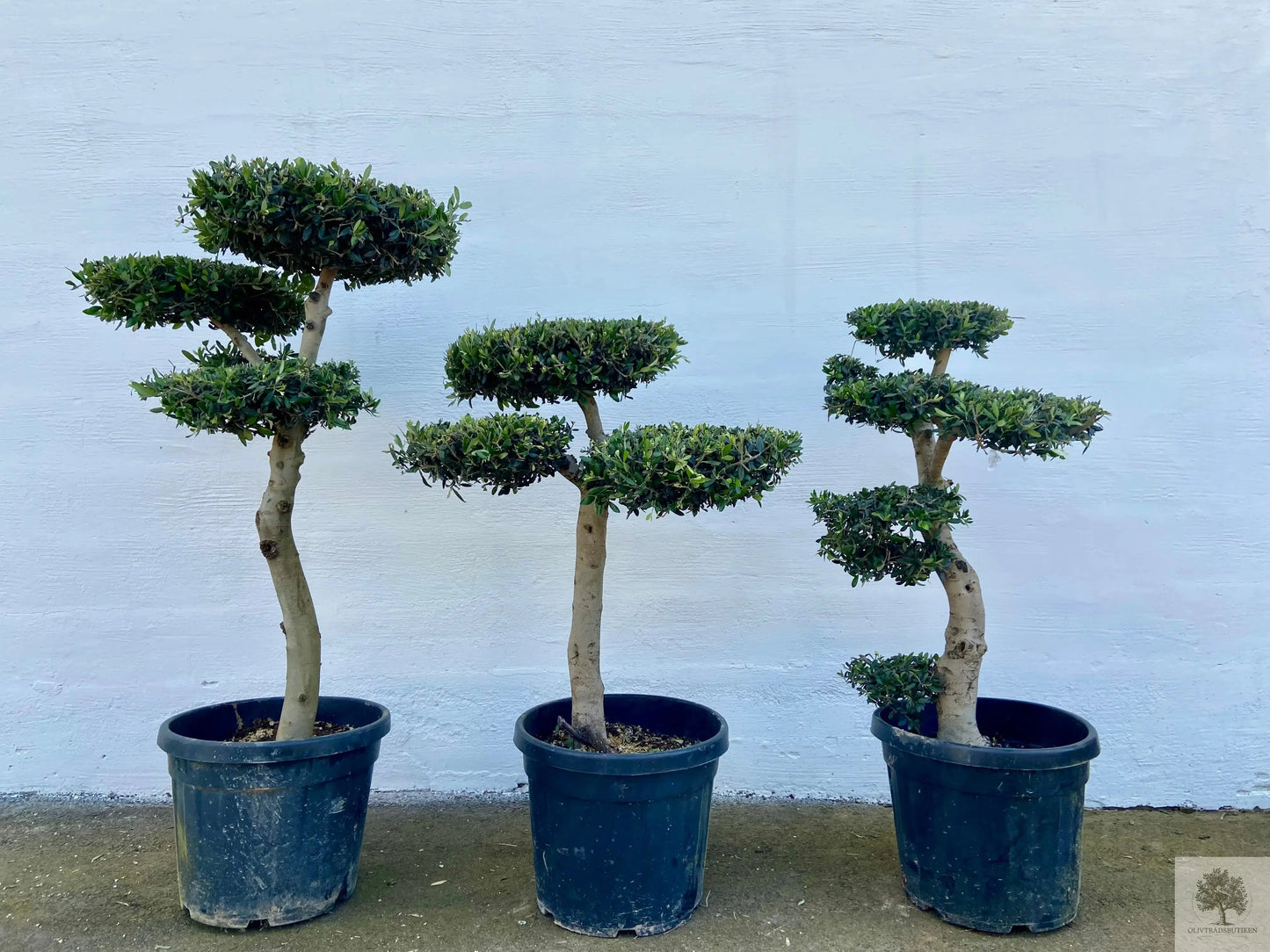 Oliventre pon pon 30 år - 180 cm høyde - 3-5 kuttede skyer Oliventrebutikk