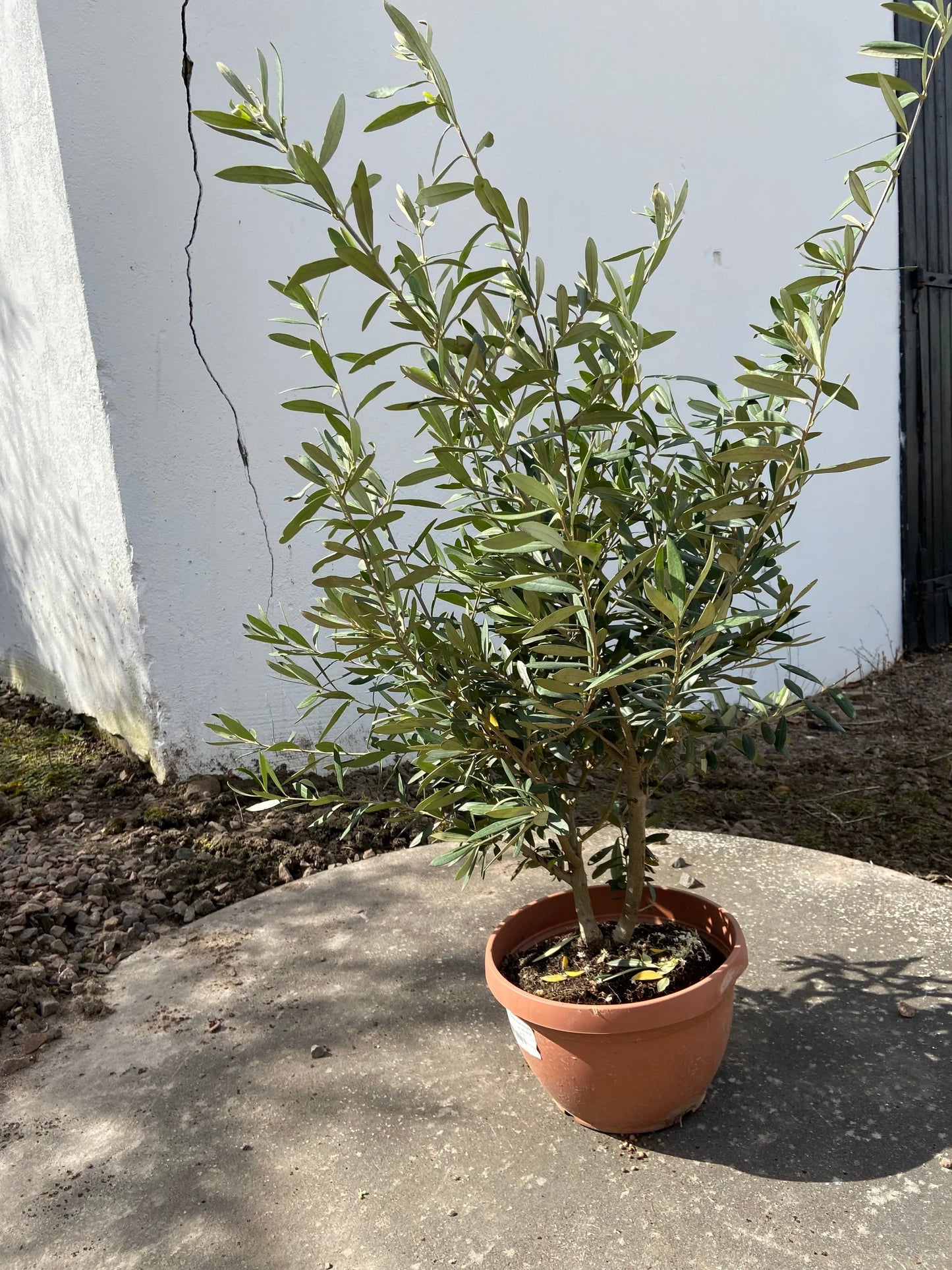 Olivträd Olea Europaea - buske Olivträdsbutiken
