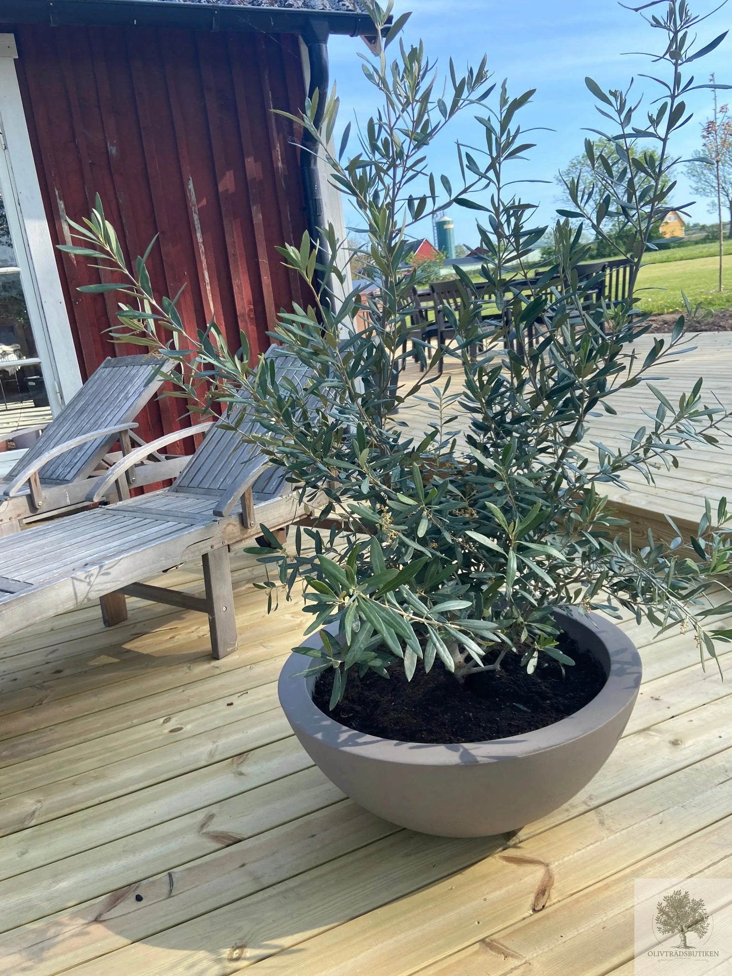 Kruka låg - Cefeo - diameter 40 cm Olivträdsbutiken