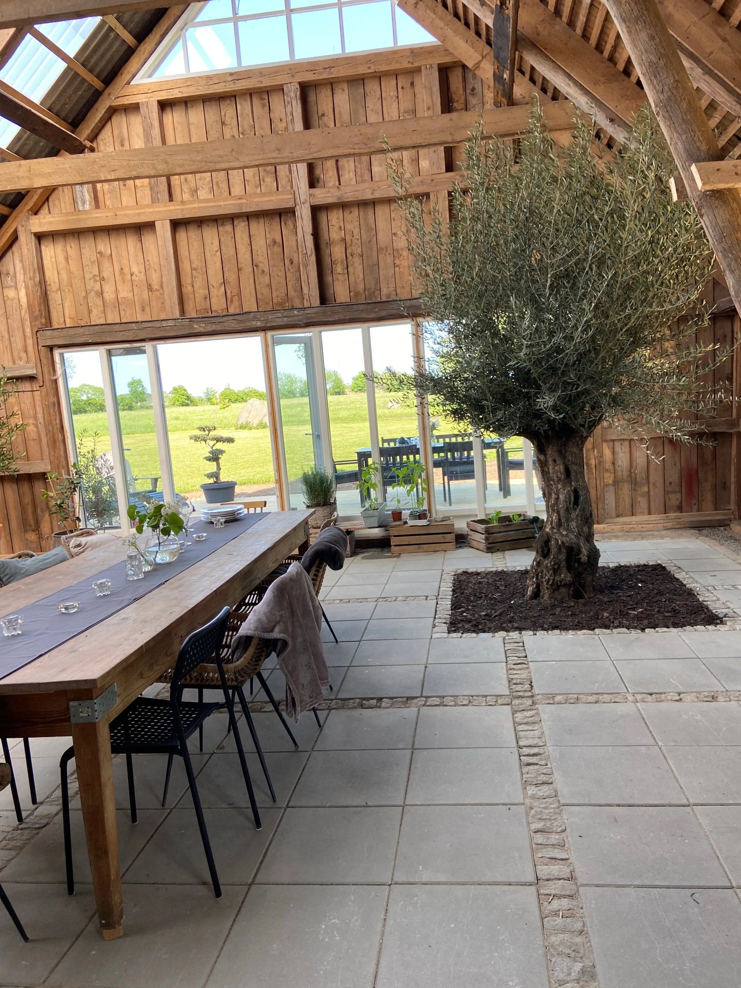 Olivträd Olea Europaea 150 år - Large Olivträdsbutiken