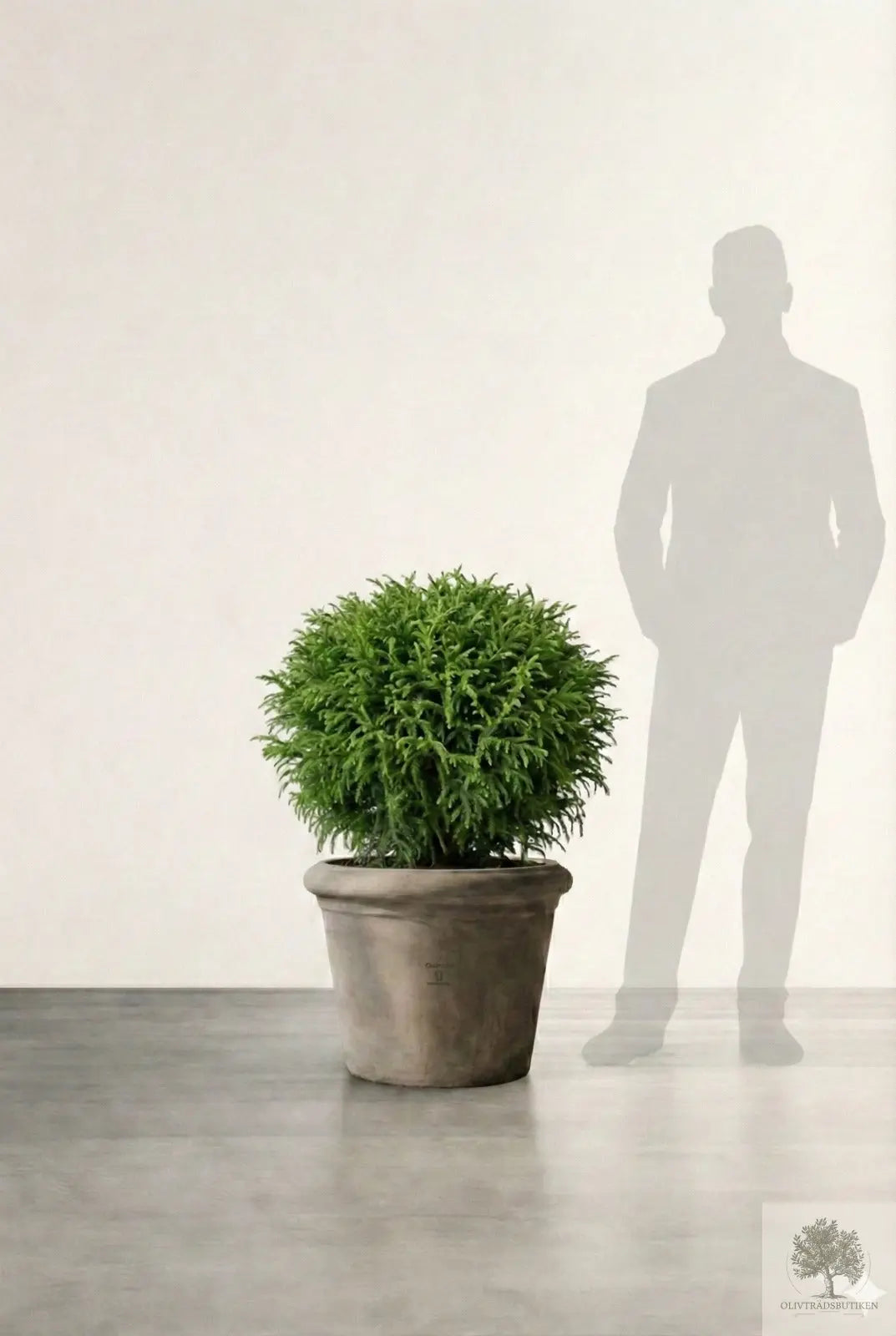 Barrväxt Japansk Ceder - Cryptomeria Japonica - Bollform Olivträdsbutiken