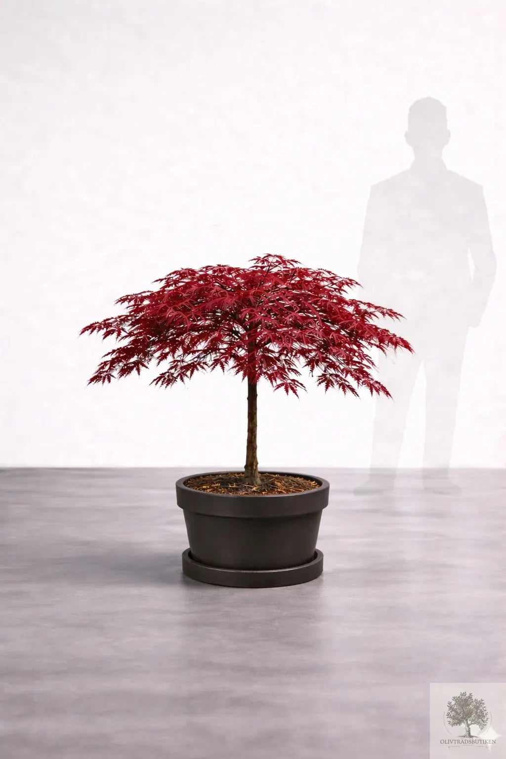 Japansk lönn rödbladig - Inaba Shidare - Acer Dissectum Olivträdsbutiken