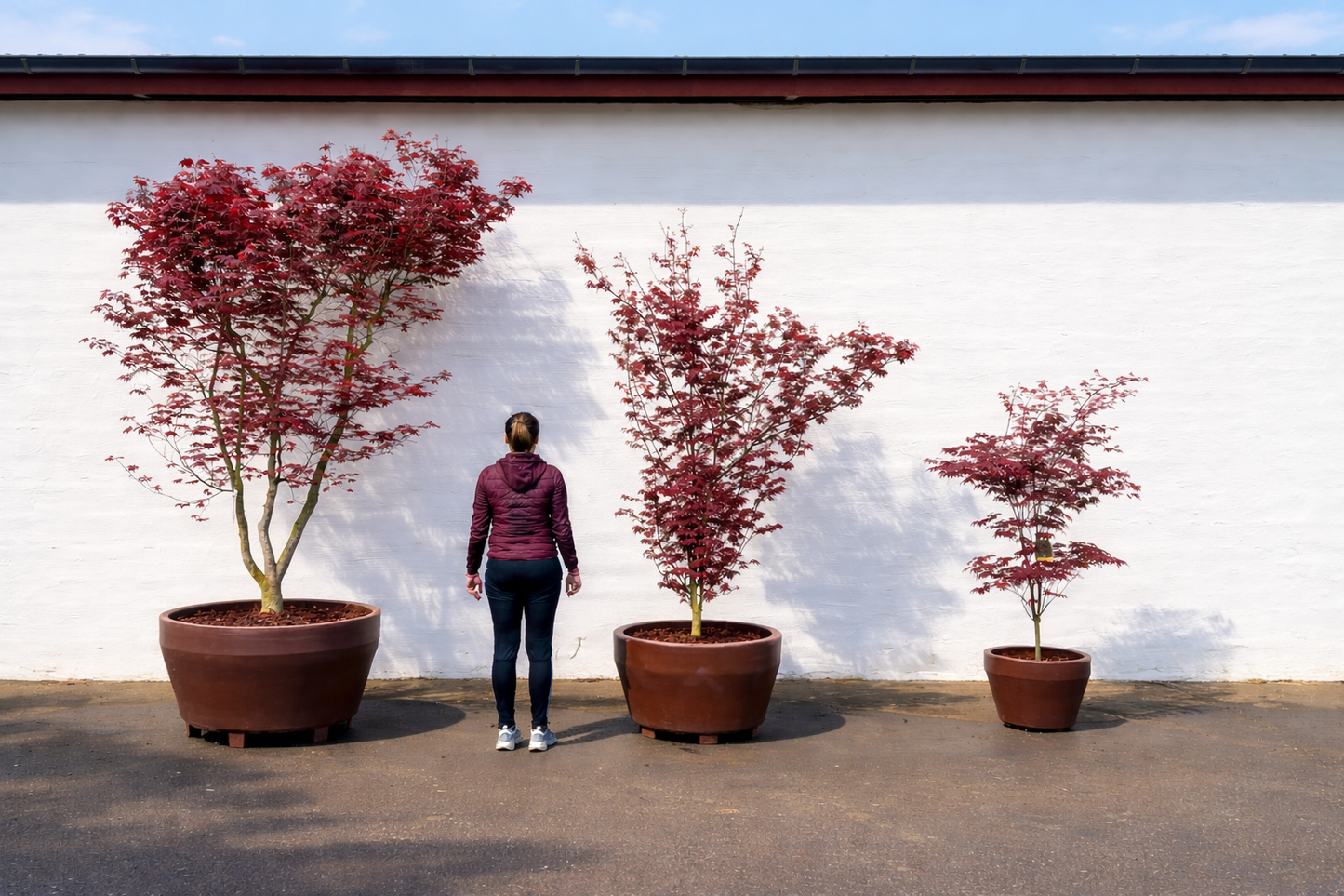 Japansk lönn rödbladig - Acer palmatum ‘Artropurpureum’ - 175 cm