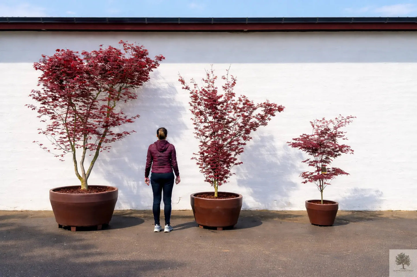 Japansk lönn rödbladig - Acer palmatum ‘Artropurpureum’ - 175 cm Olivträdsbutiken