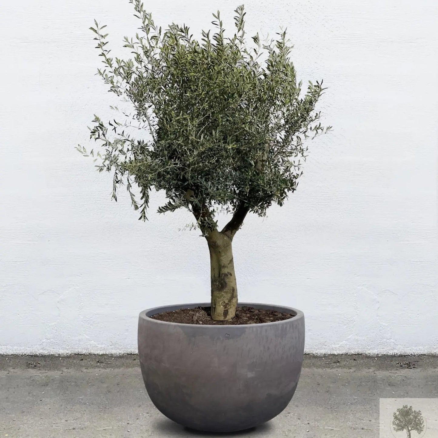 Terrakottakruka - grå brun - Låg rund - 64-120 cm Olivträdsbutiken