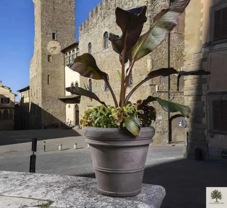 Kruka Terrakotta Grå - Toscana - 70 cm diameter - 58 cm höjd Olivträdsbutiken