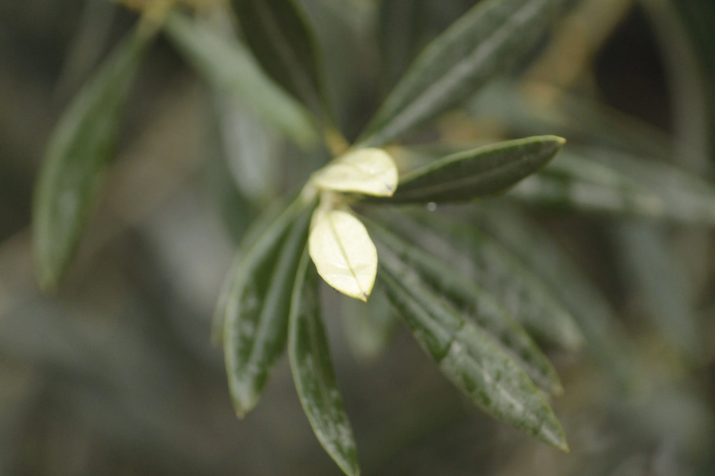 Olivträd Olea Europaea 8 år - Small Olivträdsbutiken